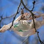 A trash bag wraps itself around branches on Putnam Avenue in Cambridge in 2016.